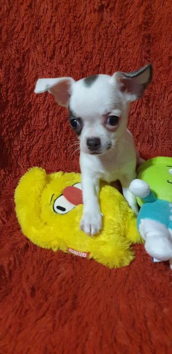 Щенок чихуахуа мальчик