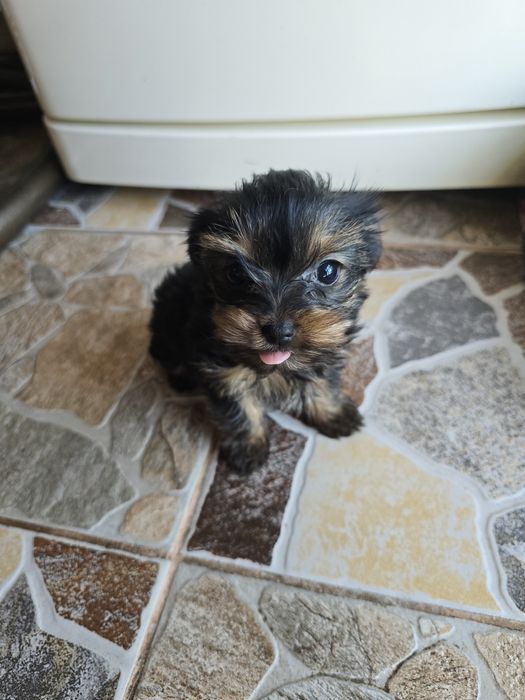 Женско мини йорки