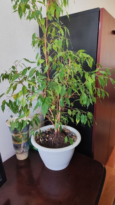 Продам комнатные цветы не дорого,