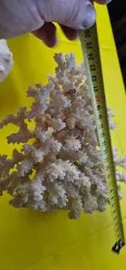 decoratiune acvariu terariu coral scoici decorative