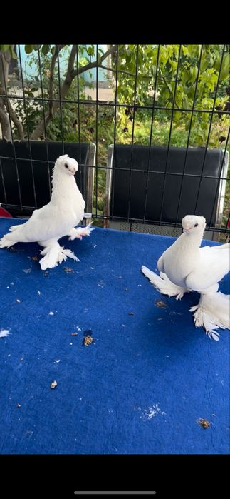 Белый пара плод есть