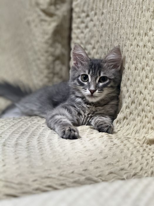 Кошка мейн кун  краш