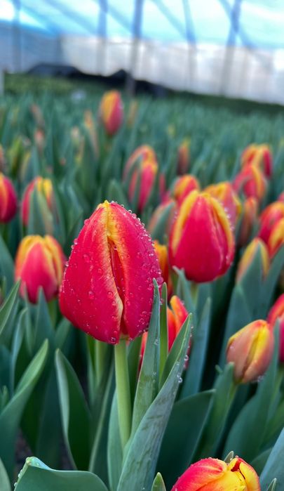Тюльпаны оптом и в розницу