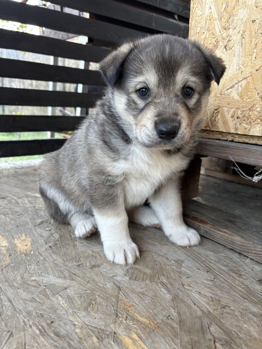 Adoptie caine talie medie / mare