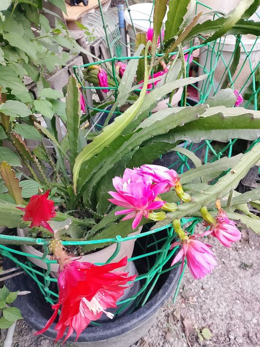 Эпифиллум Акермана