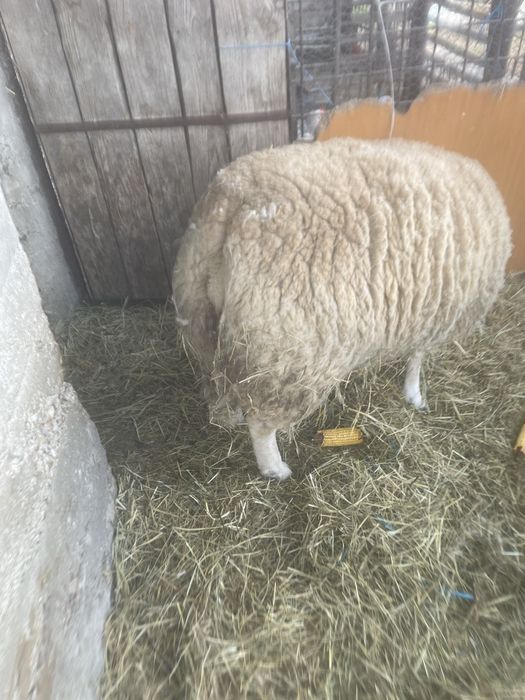 Vand Berbec Texel de 2 ani !