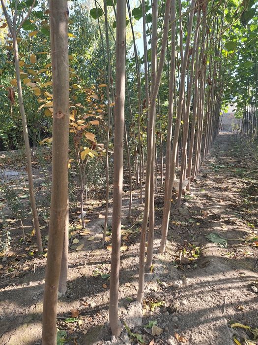 Арчалар бор узбекистон бойлаб доставка кберилади.