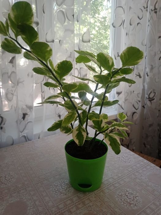 Продаю цветок "Педилантус".