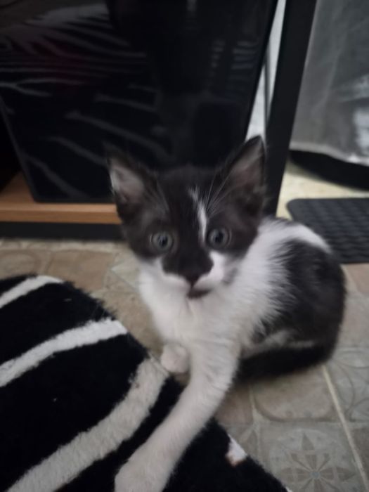 Отдам котят в добрые и ответственные руки