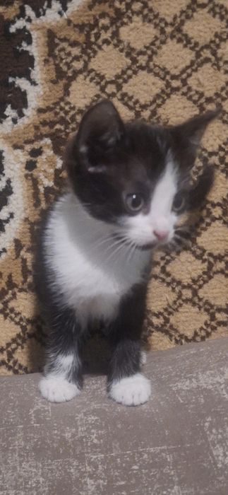 Отдам котят в хорошие руки!
