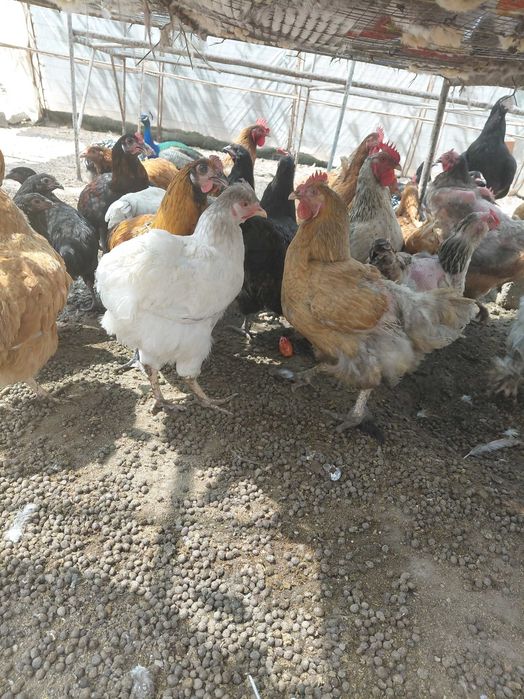 Продавам кокошки , ярки и зайци