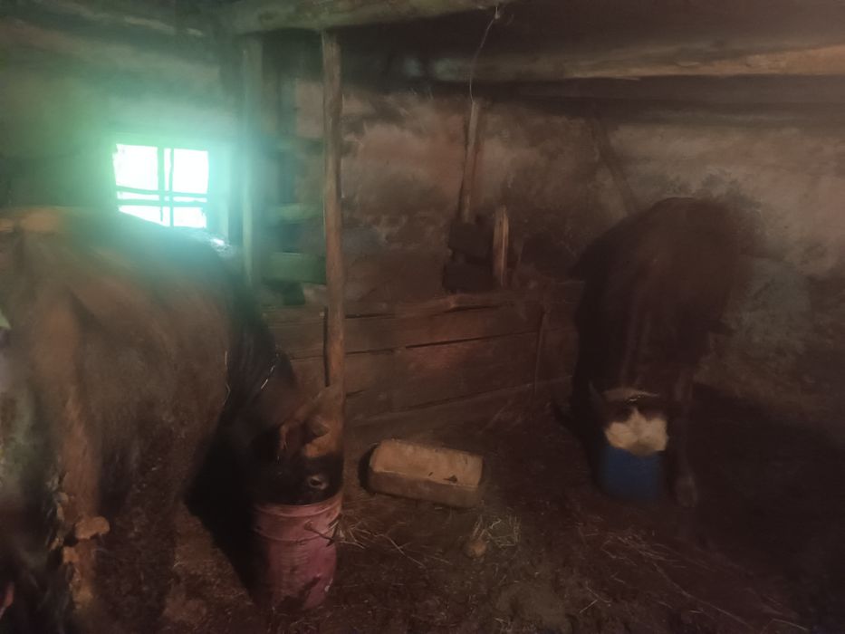 Продам быков на откорме