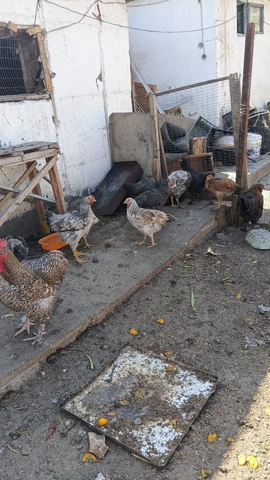 Продам Куры и петухи