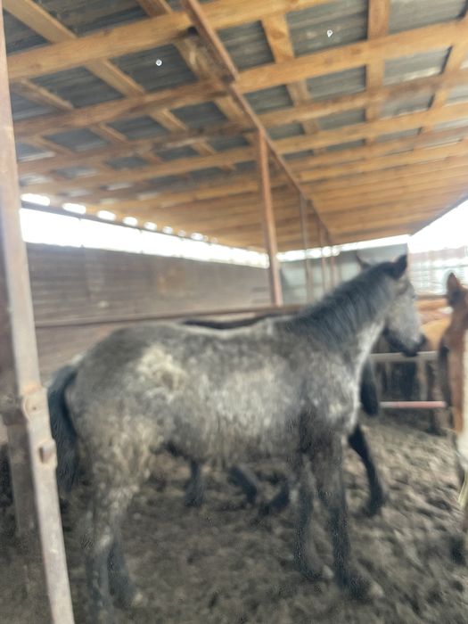 Откорм жылкы сатылады