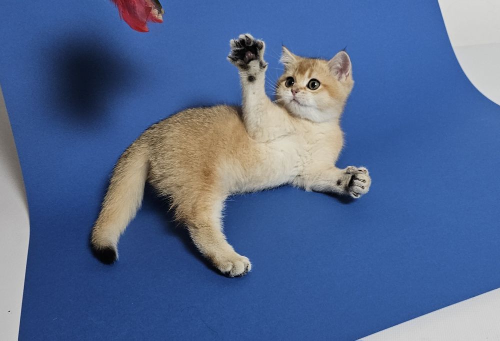 Късокосместо котенце