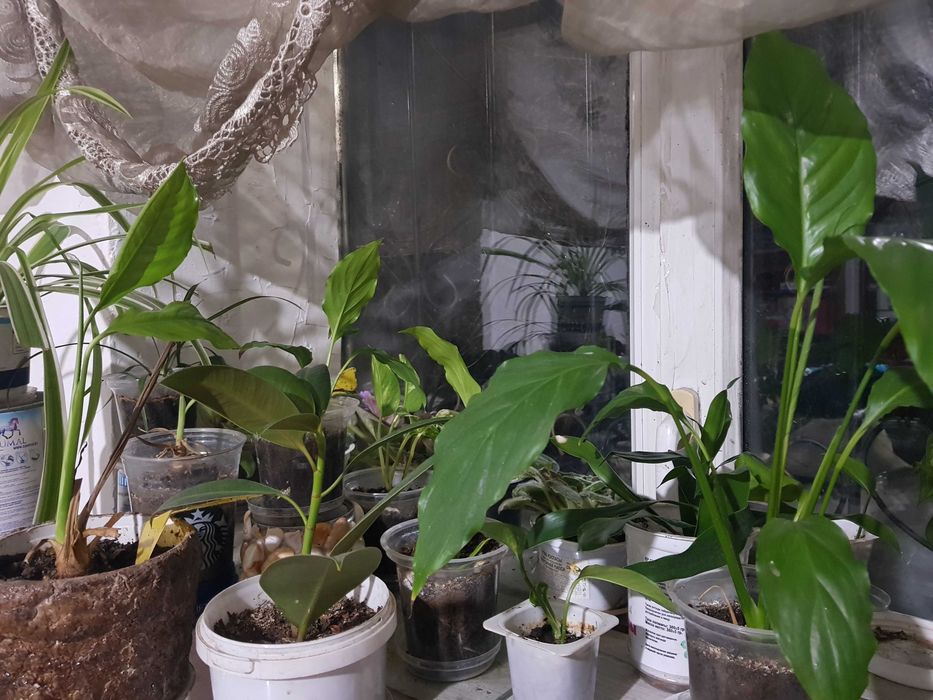 Комнатные цветы  разных размеров