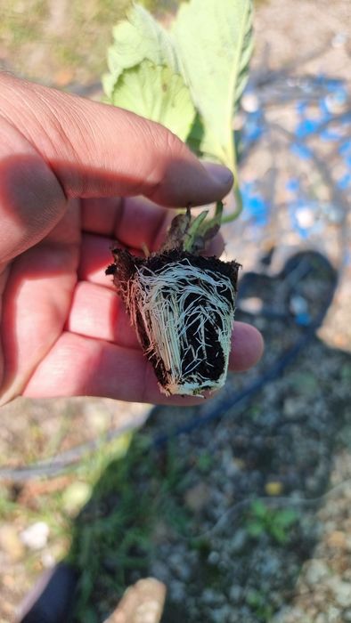 Рассада клубники альбион