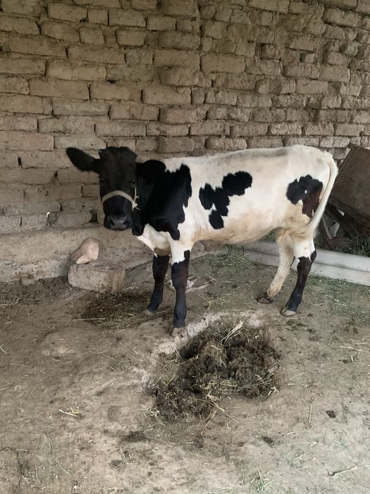 Мол хали бузоча зотор