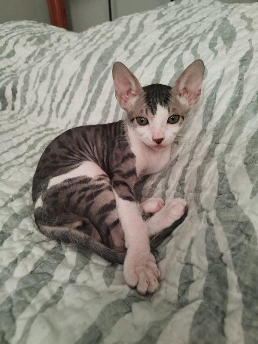 Котик сфинкс замш.