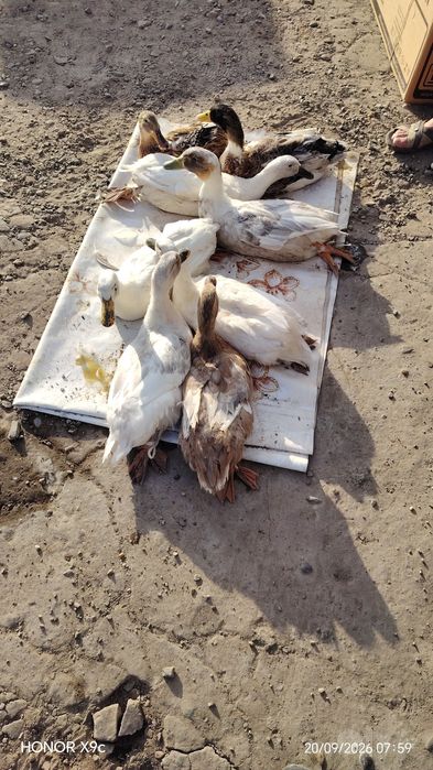 Урдак 4 ойлик сотилади когон да