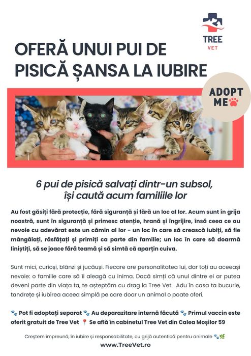 Adoptie puiuti de pisica
