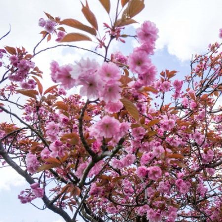 Cires Japonez Royal Burundy