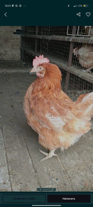 Куры несушки Ломан Браун