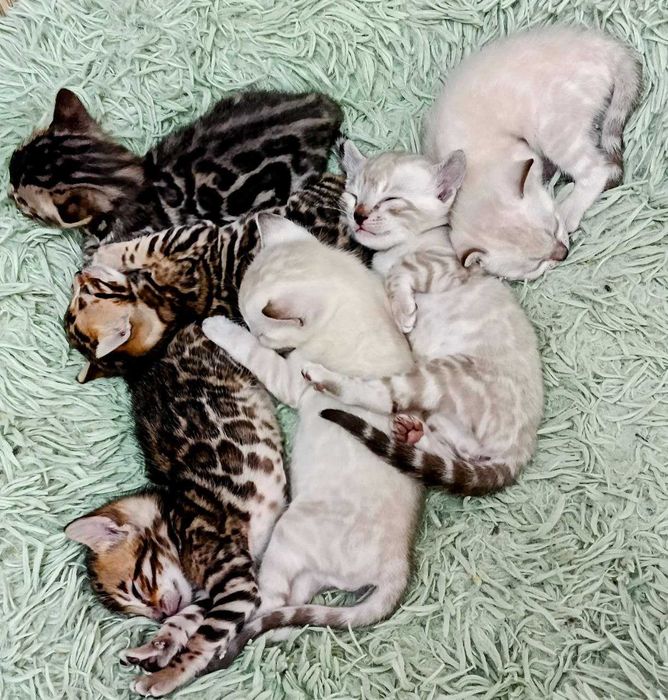 Бенгальская кошечка окрас снежный линкс