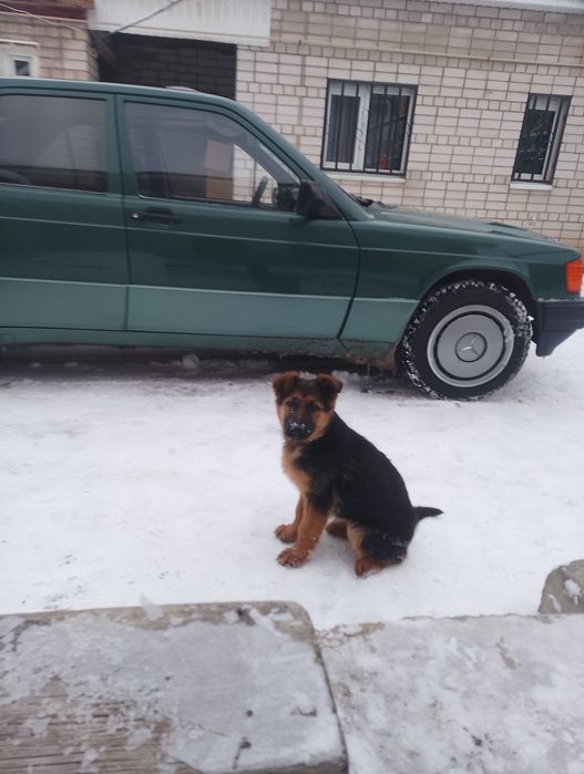 Немецкая овчарка