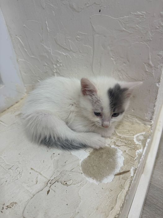 марғаулар ьеріледі