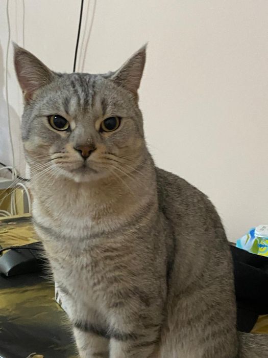 Котята дымчатые! Отдам в добрые руки