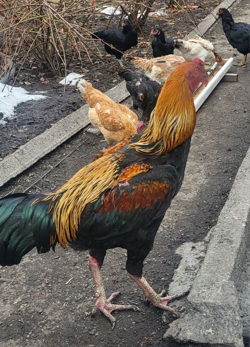 Дакан. Конец мая.