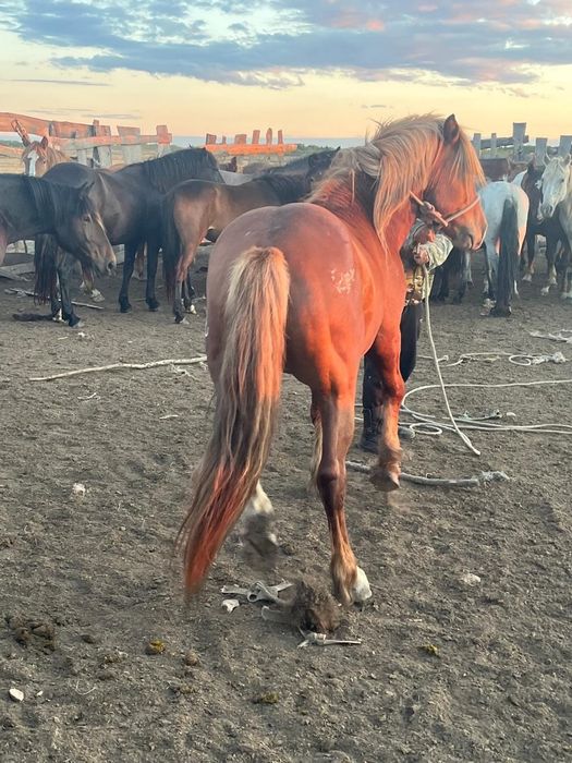 Жеребец 4 года полутяж