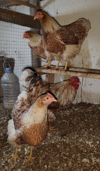 инкубационные яйца