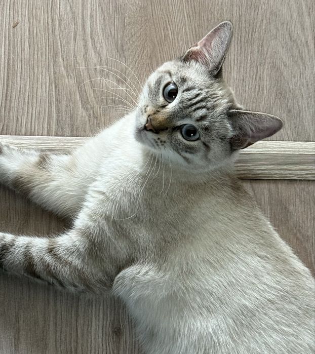 Отдам кота в добрые руки