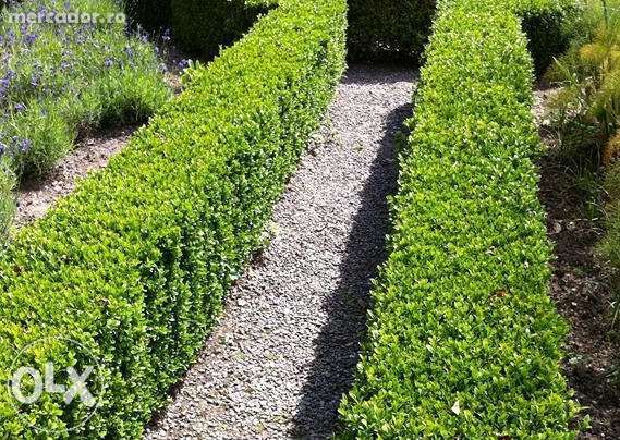 PRODUCATOR Butasi si fructe Mure pe rod,mur, Arbusti buxus, Gard viu