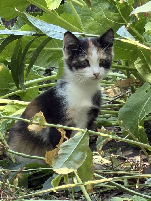 Котята трех цветноые