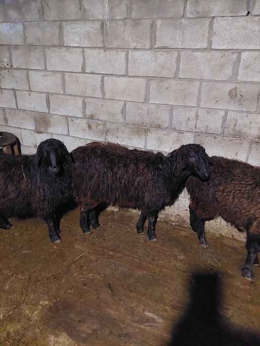 Продам баранов (овцематки) крупные