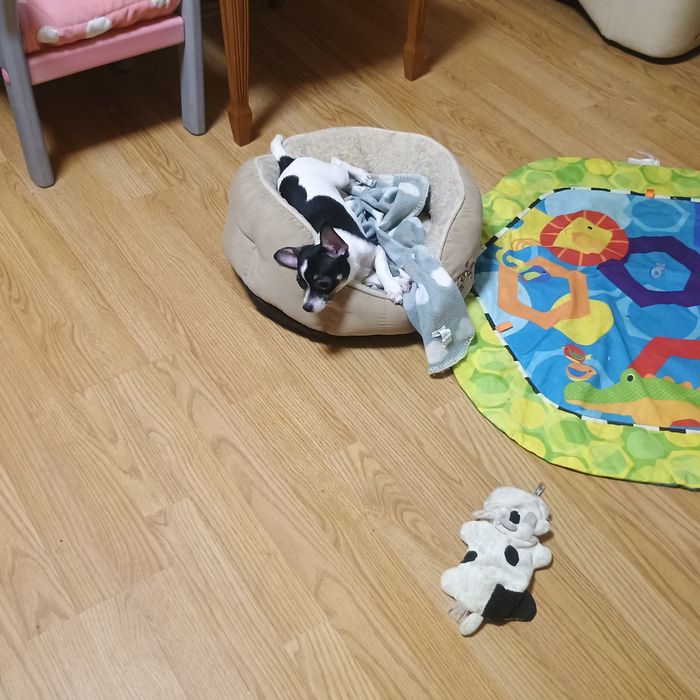 Fetiță 5 Luni Chihuahua /Ciuaua Toy