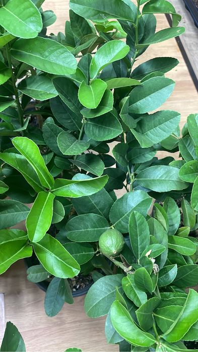 Цитрусы на выбор