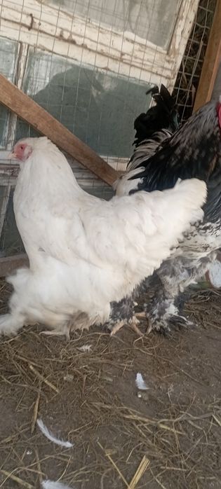 Брама хуроз сотилади