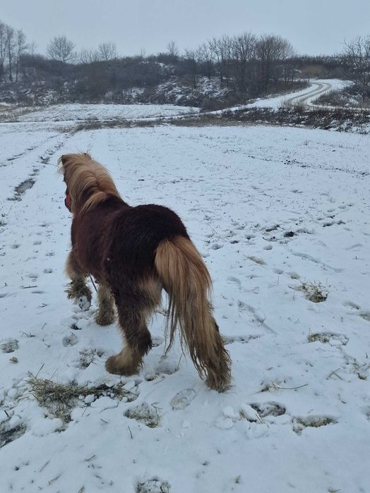 Vand ponei sau schimb cu poneita