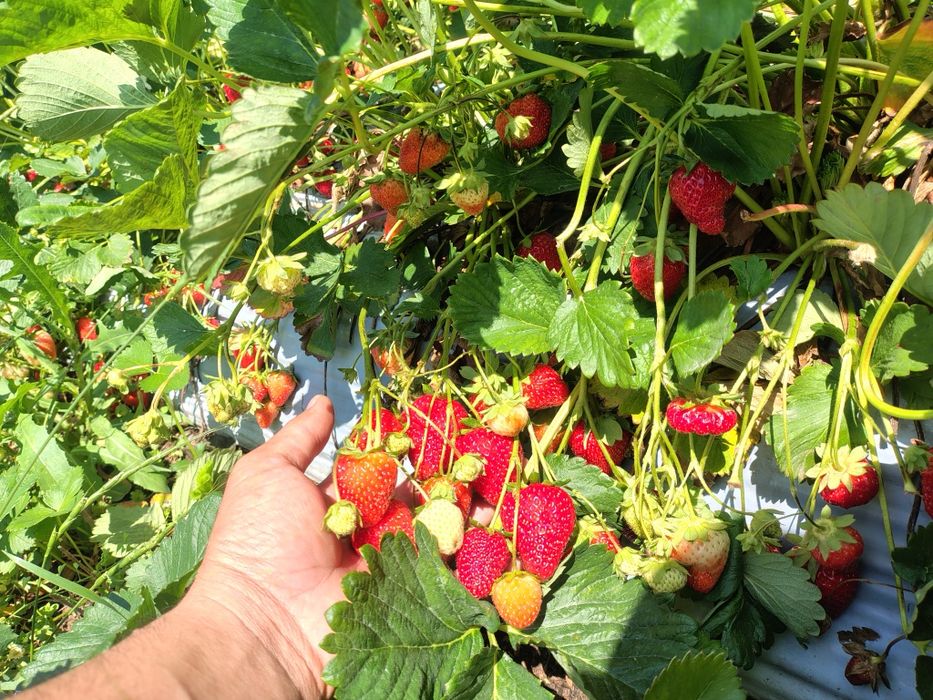 Продам рассаду. Второй репродукт