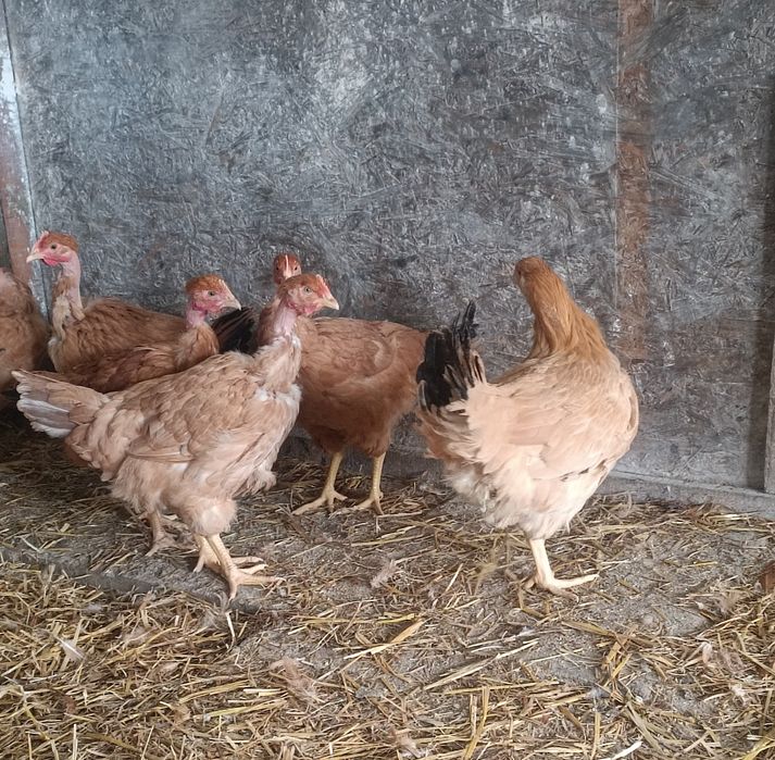 Puicuțe rasă mixta tinere