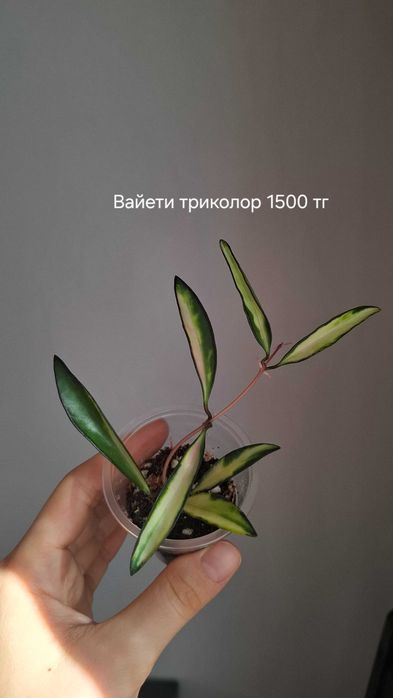 Продам укорененные хойи