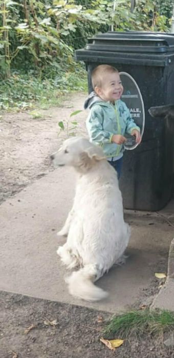 Donez 2 cățelușe golden retriver cuminti ,sociabile și iubitoare .