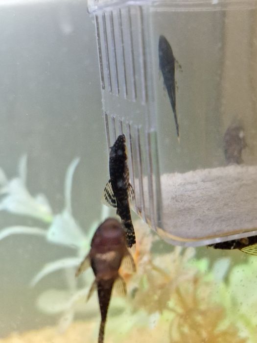 Продавам: Сом Анциструс, 3-4см