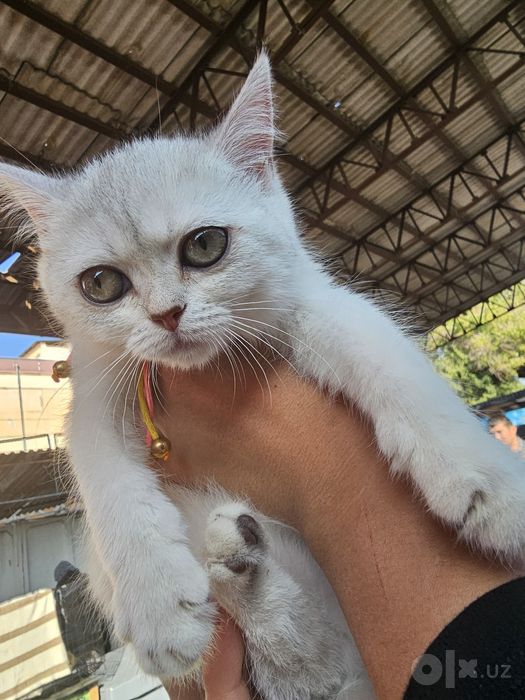 Котята шотланская серебристая шиншила