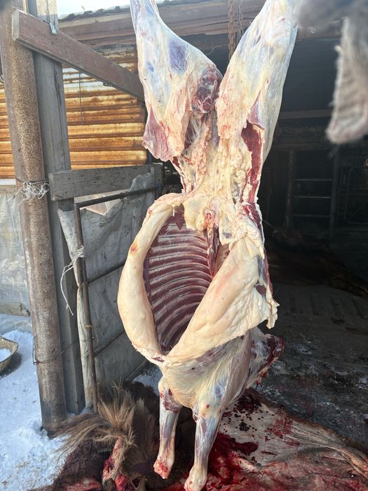 Байталдар сатылады