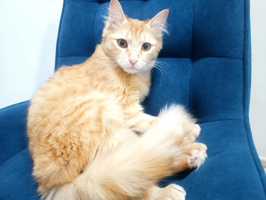 Девочка милашка, стерилизованная